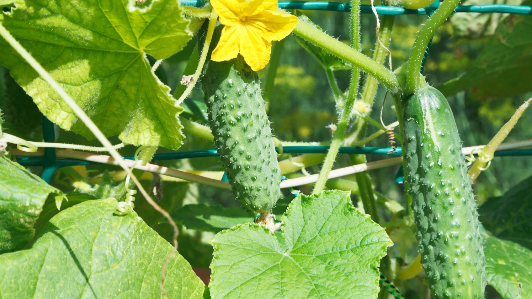 Почему огурцы превращаются в «крючки»: названа главная ошибка огородников