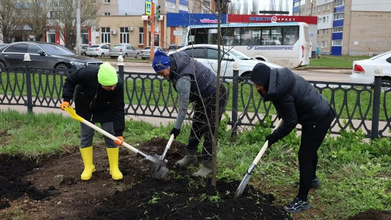В Стерлитамаке в рамках субботника высадили 22 липы на перекрестке Гоголя и Суханова